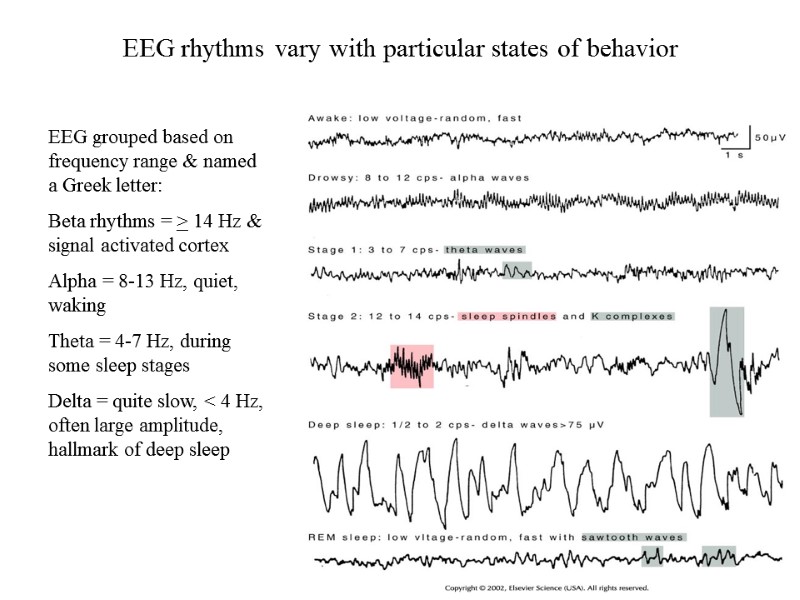 EEG rhythms vary with particular states of behavior  EEG grouped based on frequency